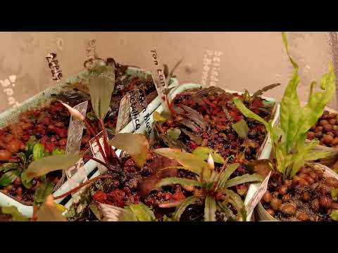 Видео: Буцефаландры в теплице Борнео 17 01 21