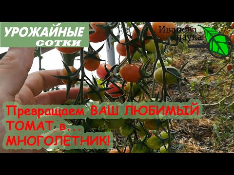 Видео: Сохранение пасынков томата до следующего сезона. Размножение гибридов F1.