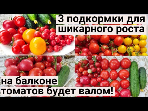 Видео: ТОП-3 Лучшие Натуральные Подкормки для Богатого Урожая в Квартире. Огород на балконе 2022.