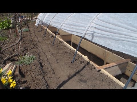 Видео: Инжир посажен в траншее