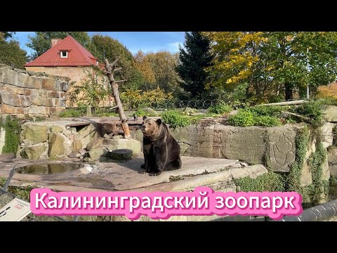 Видео: Калининградский зоопарк. Октябрь 2024 #зоопарк