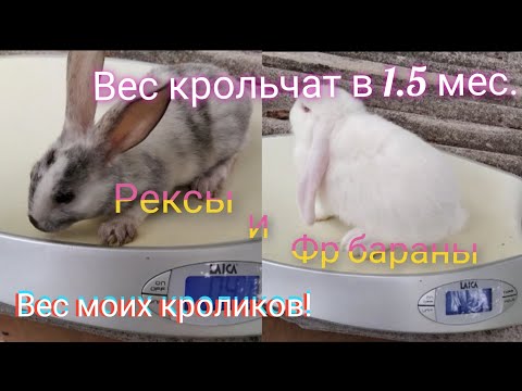 Видео: Вес кроликов породы Рекс и Французский баран. Вес моих кроликов. Взвешиваем крольчат в 1.5 мес.