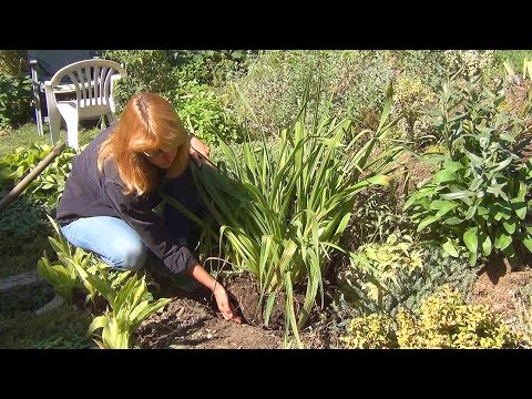 Видео: Лилейник. Деление и пересадка.