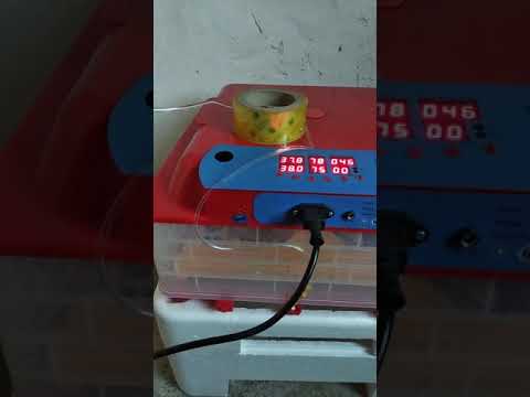 Видео: Китайский инкубатор секреты