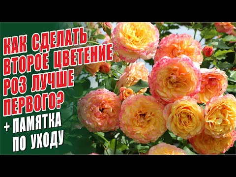 Видео: СЕКРЕТЫ ШИКАРНОГО ВТОРОГО ЦВЕТЕНИЯ РОЗ! ПОДКОРМКА РОЗ ПОСЛЕ ЦВЕТЕНИЯ. ОБРАБОТКИ. УХОД ЗА РОЗАМИ.