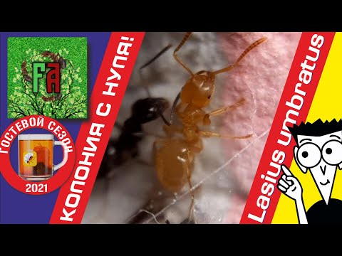 Видео: Муравьи Lasius umbratus/ КОЛОНИЯ с НУЛЯ! + Рецепт простой муравьиной фермы.