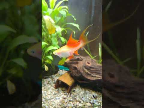 Видео: Гупи кои.Гупи Червена Роза.Ананасови хелери