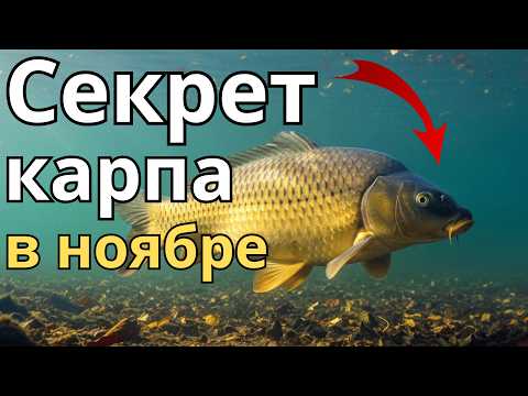 Видео: Что делает карп в ноябре и как его поймать в холодной воде