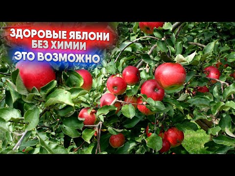 Видео: Здоровые яблони без химии это возможно