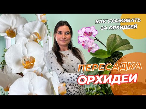 Видео: Как ухаживать за орхидеей. Пересадка орхидеи.