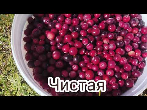 Видео: На болото , собираем клюкву.