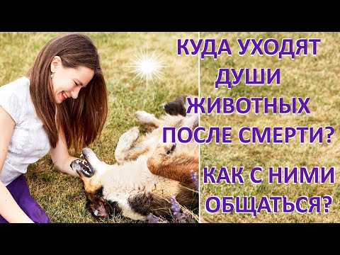 Видео: ДУШИ ЖИВОТНЫХ ПОСЛЕ СМЕРТИ. Где они и как с ними общаться? Как пережить утрату?