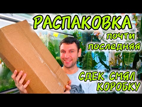 Видео: РАСПАКОВКА НОВЫХ ПАПОРОТНИКОВ / ФАНТАСТИЧЕСКИЕ РАСТЕНИЯ