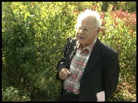 Видео: Золотистая смородина