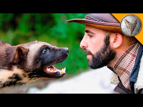 Видео: Сблъсък с Росомаха! Фантомът на дивата природа - специално издание на Brave Wilderness Български