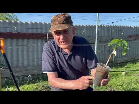 Видео: Посадка вегетирующего саженца винограда. Весна 2023 г.