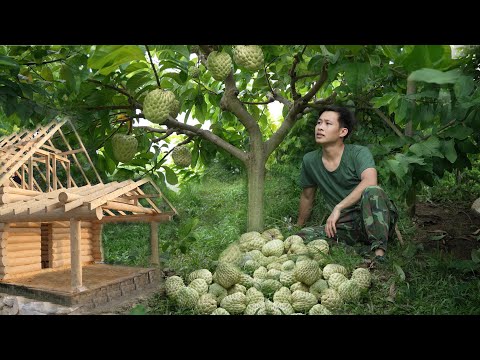 Видео: Собирайте крупные кремовые яблоки для продажи на рынке. Зарабатывайте деньги, стройте новый дом.