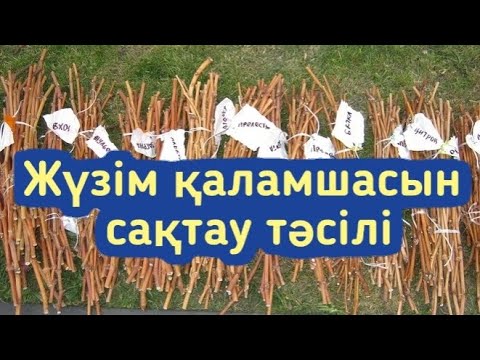 Видео: Батырбек ағамыздың жүзім қаламшасын сақтау тәсілі |  Қызылорда қаласы Тасбөгет кенті