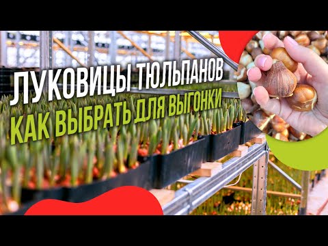 Видео: Луковицы тюльпанов для выгонки. Общая информация.Онлайн-курс по выгонке тюльпанов