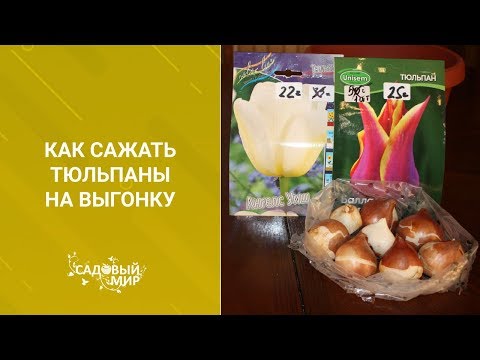 Видео: Выгонка тюльпанов дома в горшке. Как вырастить тюльпаны на окне дома.