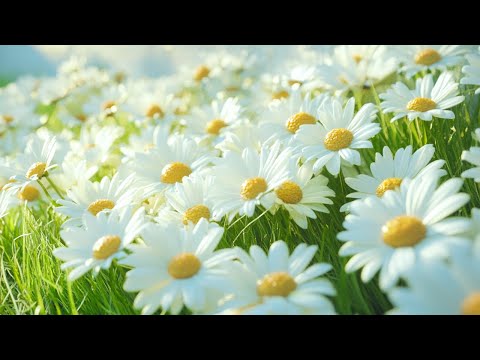 Видео: Нежная музыка, исцеляющая сердце и успокаивающая нервную систему.  Музыка для души и расслабления