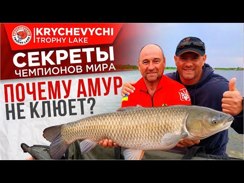 Видео: Почему амур НЕ КЛЮЕТ!