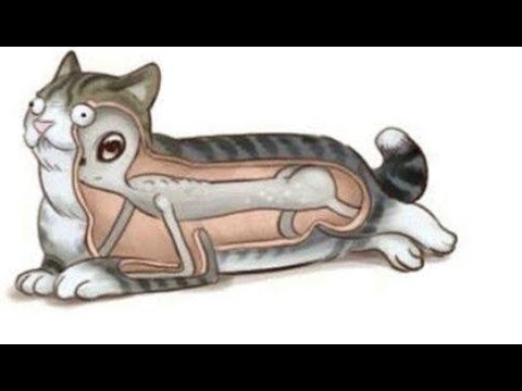 Видео: Лютые приколы. Коты - это скафандры для инопланетян!