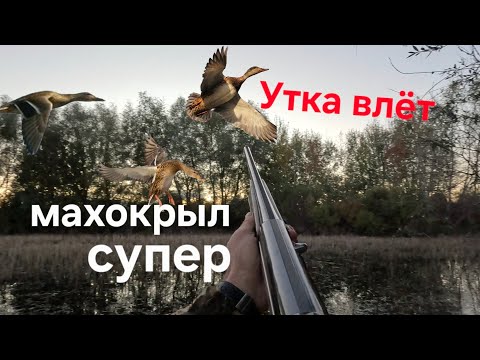 Видео: Охота на утку.Дробь 4. Benelli Супер Махокрыл .