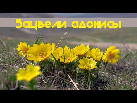 Видео: Адонисы цветут/Степи Воронежской области