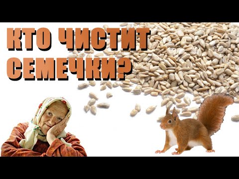 Видео: Как очищаются семечки на производстве? Сидят бабушки и ...