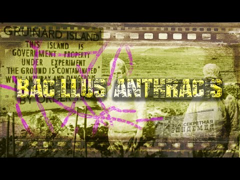 Видео: Сибірка (Anthrax) / Bacillus anthracis