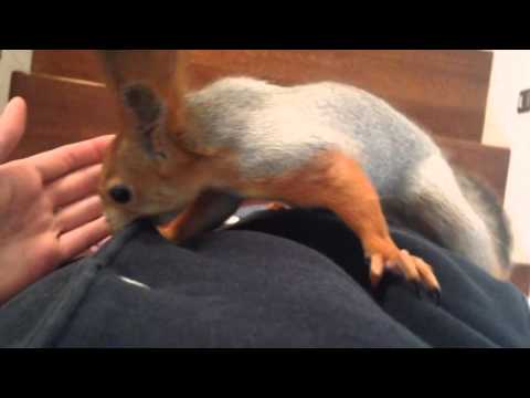 Видео: Белка в доме: ответы на вопросы