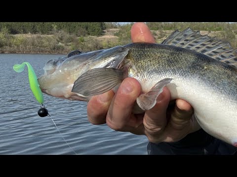 Видео: Ловля судака на ставку РИБАЛКА на силіконові приманки Azura Vesta 83L