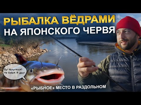 Видео: Куда девать столько рыбы? Раздольное, ловим на Японского червя!