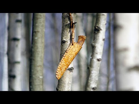 Видео: Ножны из бересты, подробно! Ч.1 Выбор, заготовление, хранение.