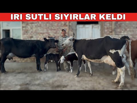 Видео: СУТЛИ СЫЙЫРЛАРДЫН ТАЗА ПАРТИЯСЫ КЕЛДИ.
