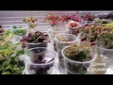 Видео: Как сохранить колеусы. Почему не укореняются?