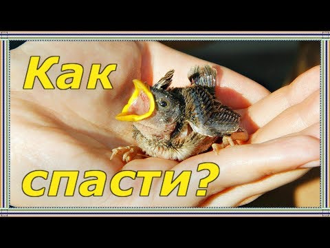 Видео: КАК И ЧЕМ КОРМИТЬ ПТЕНЦА ВОРОБЬЯ и птенцов других мелких птиц. Часть 2. Когда кормить, поить, греть.