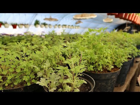 Видео: Обзор хризантемы в феврале + полезные заметки