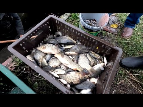 Видео: Третье зарыбление реки Сосна... 