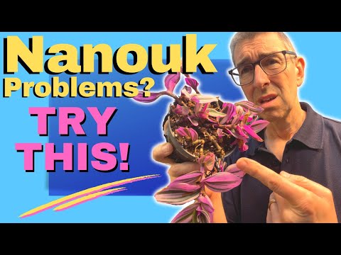 Видео: Традесканция Наноук: коричневые листья | ДВЕ отличных альтернативы!