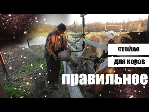 Видео: правильное стойло для коров