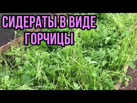 Видео: Сидераты осенью! Перекопать или нет?