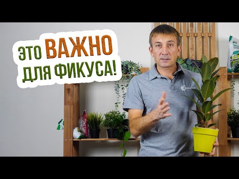 Видео: Фикус каучуконосный - уход в домашних условиях. Подкормка фикуса каучуконосного