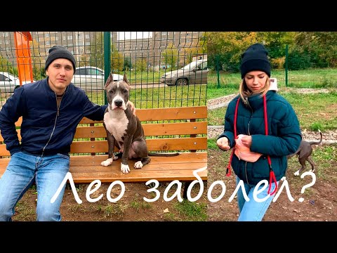 Видео: НАКОНЕЦ-ТО ВЛОГ!!! ПОКАЗЫВАЕМ ГОРОД ИЖЕВСК/ ЕДЕМ В КЛИНИКУ С АМСТАФФОМ/ ГУЛЯЕМ.