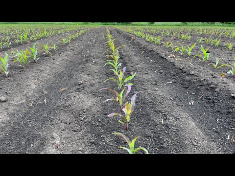 Видео: На скільки важливо вносити стартові добрива при посіві кукурудзи? Огляд полів кукурудзи, буряку…
