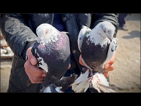 Видео: Птичий рынок г. Ташкент - ГОЛУБИ (15.03.2025)