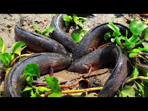 Видео: Очень удачная рыбалка! Нашли и выловили много сомов и змееголовов, застрявших в канале, когда вод...