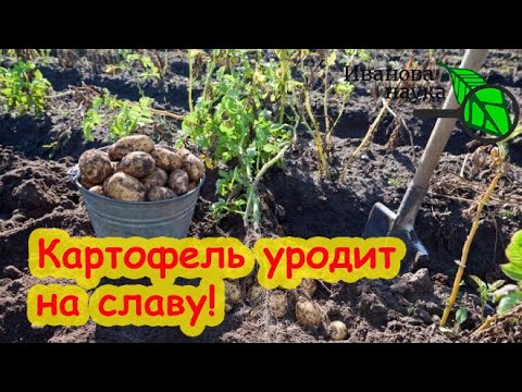 Видео: ПОДГОТОВЬТЕ УЧАСТОК ДЛЯ ПОСАДКИ КАРТОФЕЛЯ. Оздоровление картофельных полей. Картофель не будет гнить