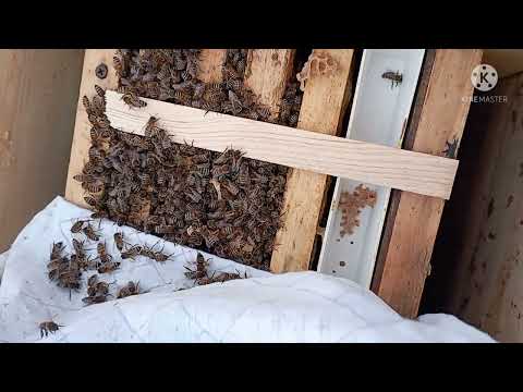 Видео: Пасека зимой 🎄22. Расплод🐝🐝, цена на мед🍯🍯🍯